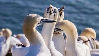 开云电竞平台-楚阿梅尼被评为欧洲杯最佳中场