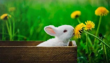 开云中国-中国篮球联赛引进多名海外球员,篮球队中国